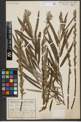 Foto von Salix viminalis L.